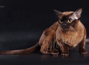 08-09.03.2014 International Championship of Pedigree Cats Kiev FAU/WCF