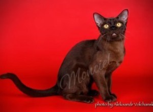 05-06.05.2018 Royal Canin Cup 2018. Cup of Ukraine!  FIFE/WCF/CFA