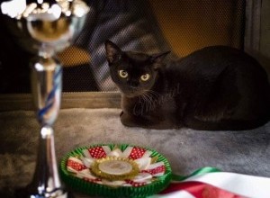 22 -23.04.2017 International Catshow WCF 