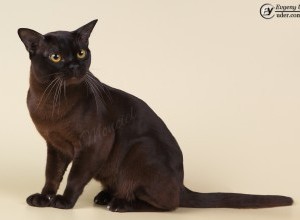 26 - 27.08.2017  International Cat Show 