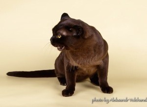  08-09.04.2017 International Catshow PFC 