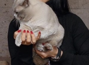 03-04.04.2021 International Show of Cat and kittens of different breeds  - 3 ratings!  WCF - Kiev