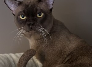 08.04-09.04.2023 International Cat Show 