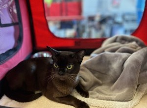 04.03-04.03.2023 Международная выставка кошек - Вена / Австрия FIFE