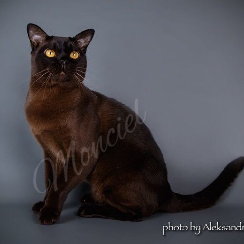 UA* Monciel Vegas Alliance Cadillac